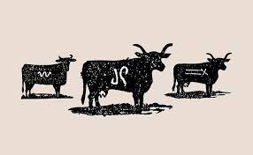 illustration of branding a cow